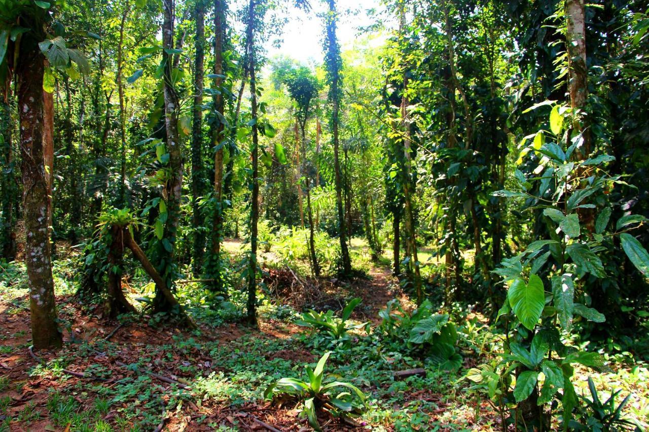 Sitio Das Bromelias Cachoeira Do Tombador Убатуба Экстерьер фото