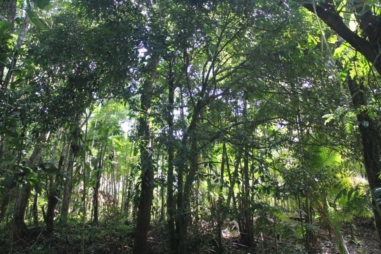 Sitio Das Bromelias Cachoeira Do Tombador Убатуба Экстерьер фото