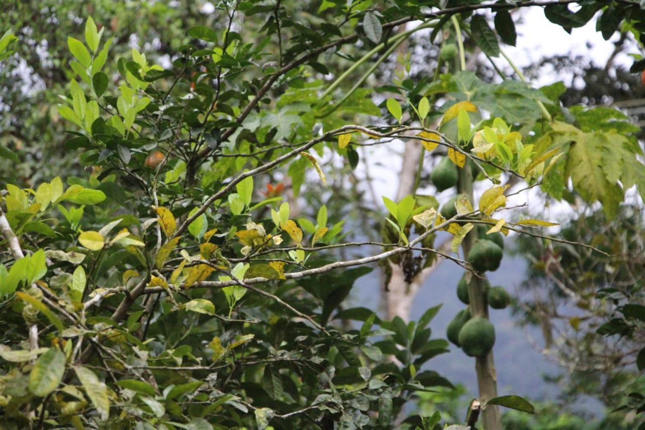 Sitio Das Bromelias Cachoeira Do Tombador Убатуба Экстерьер фото